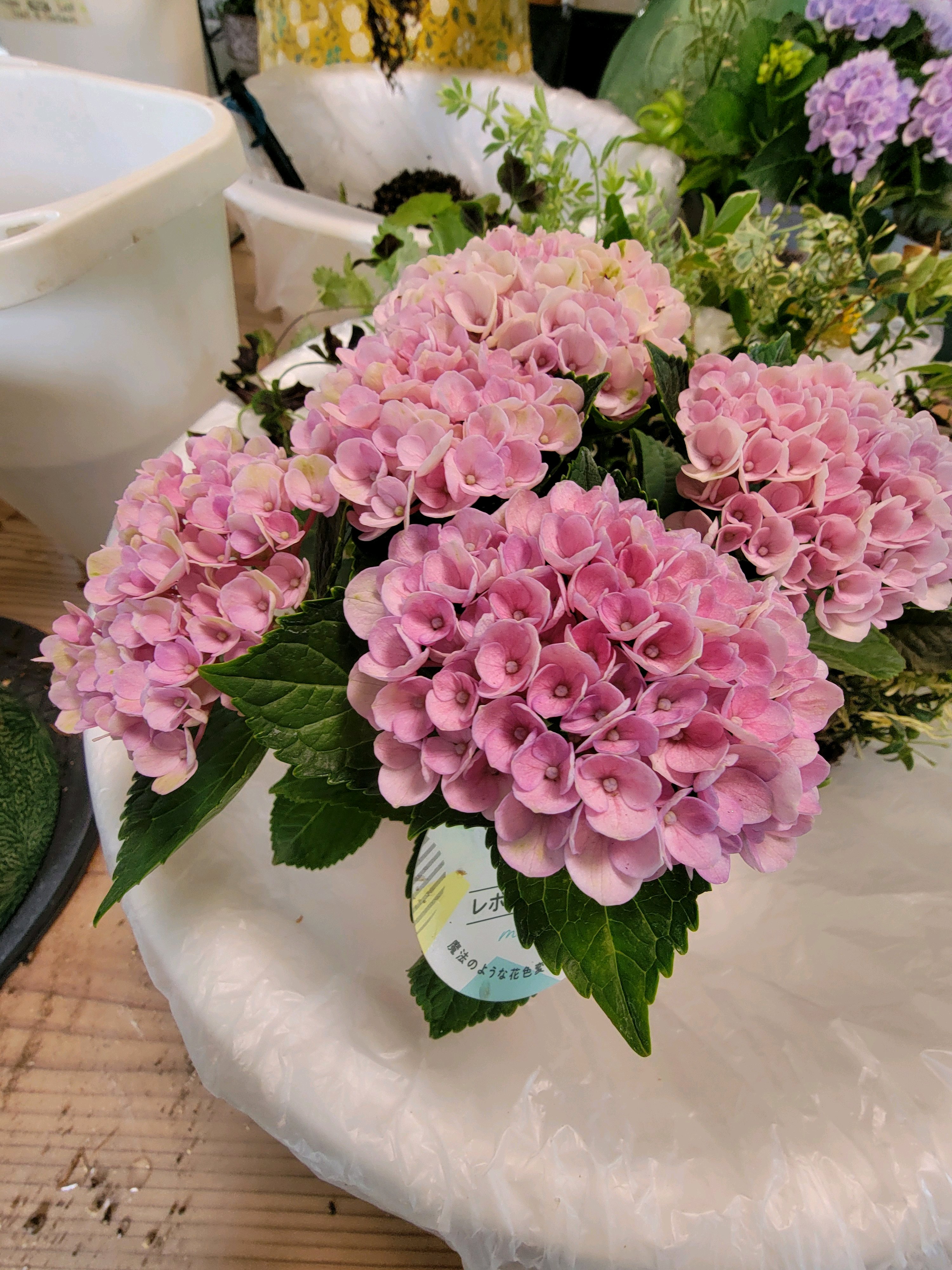 NO99 紫陽花マジカルレボリューションを入れてギャザリング再利用