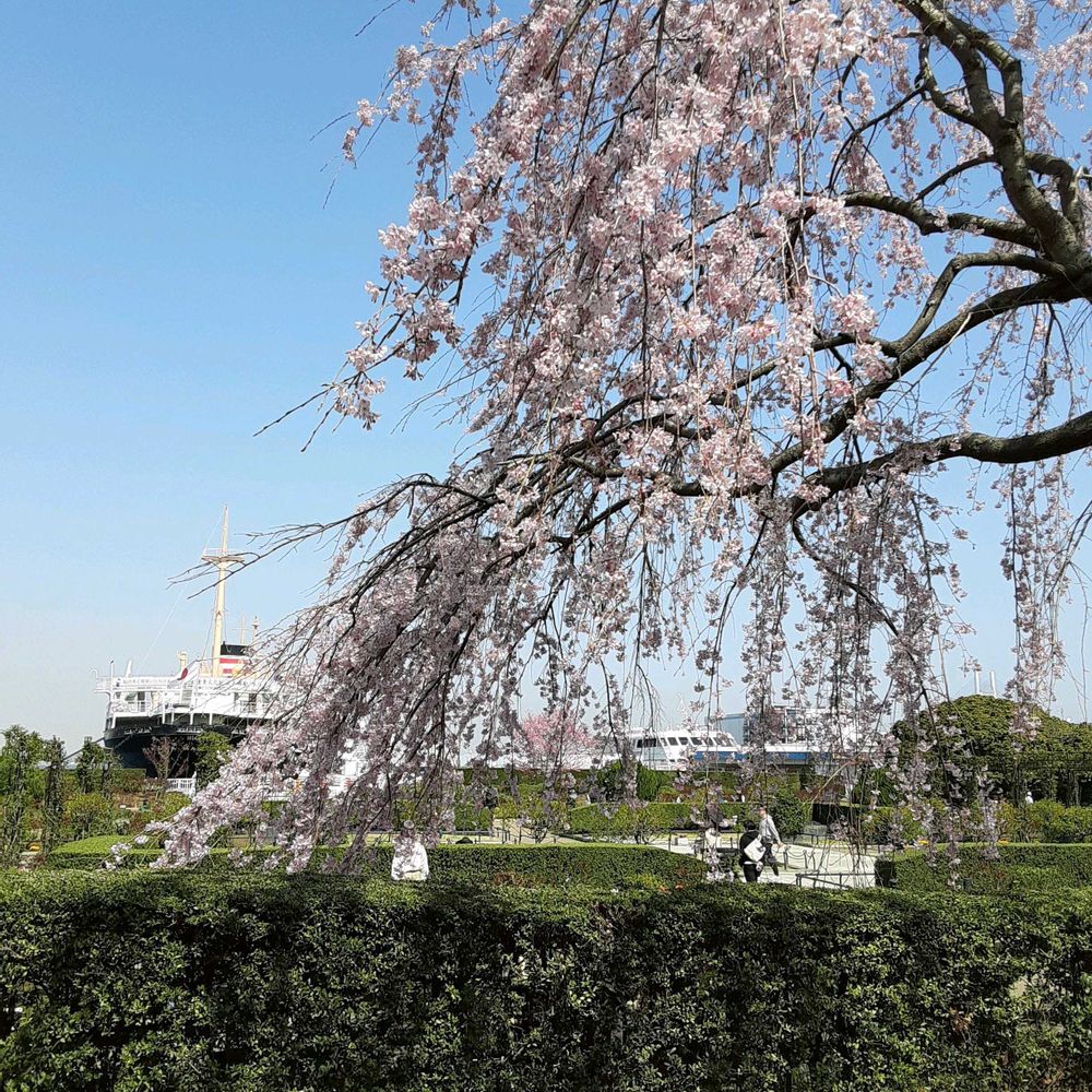 カリフラワーさんの山下公園への投稿