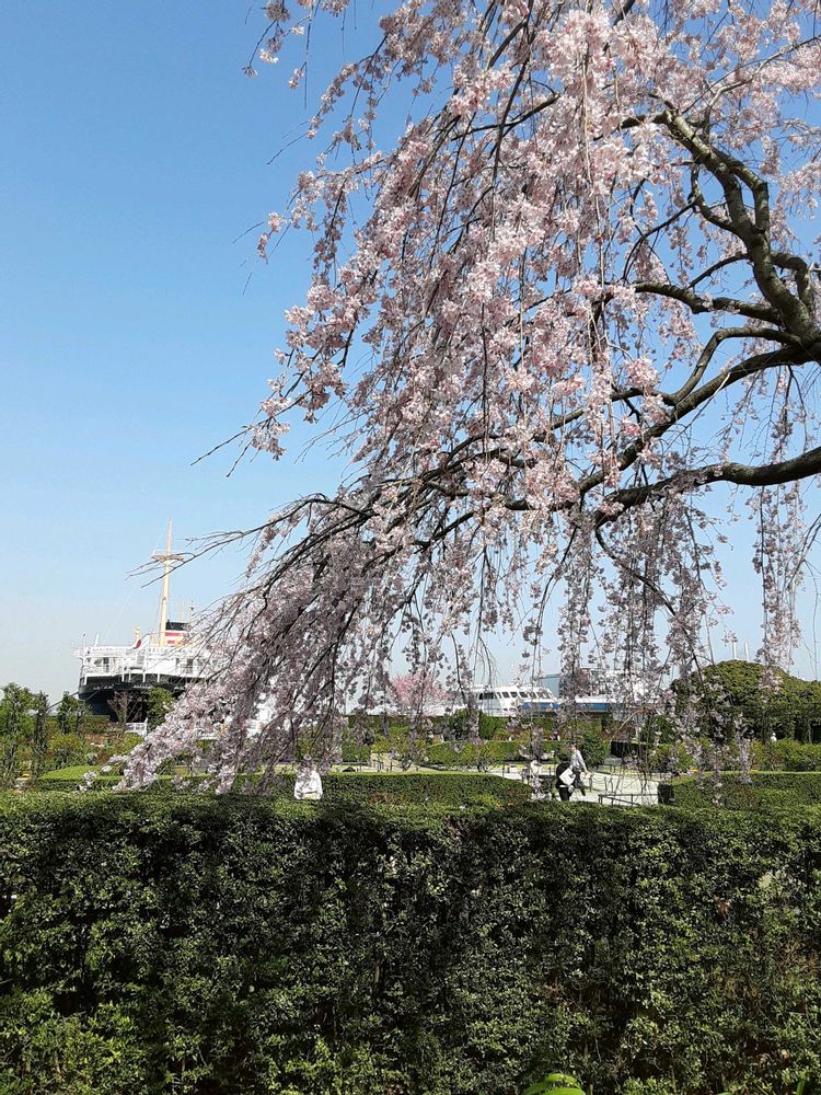 カリフラワーさんの山下公園への投稿