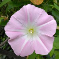 ヒルガオの画像