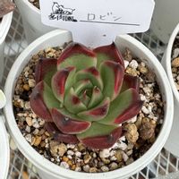 アガボイデスジゼル,ロビン,レッドコーン,アクエリアス,多肉植物の画像