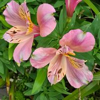 アルストロメリア,ユリズイセン,花壇,季節の花,季節の風物詩の画像