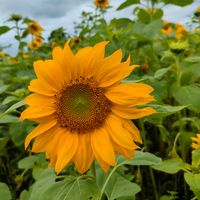 ヒマワリ,ガーデニング,紫陽花 アジサイ あじさい,花のある暮らし,仕事先の画像