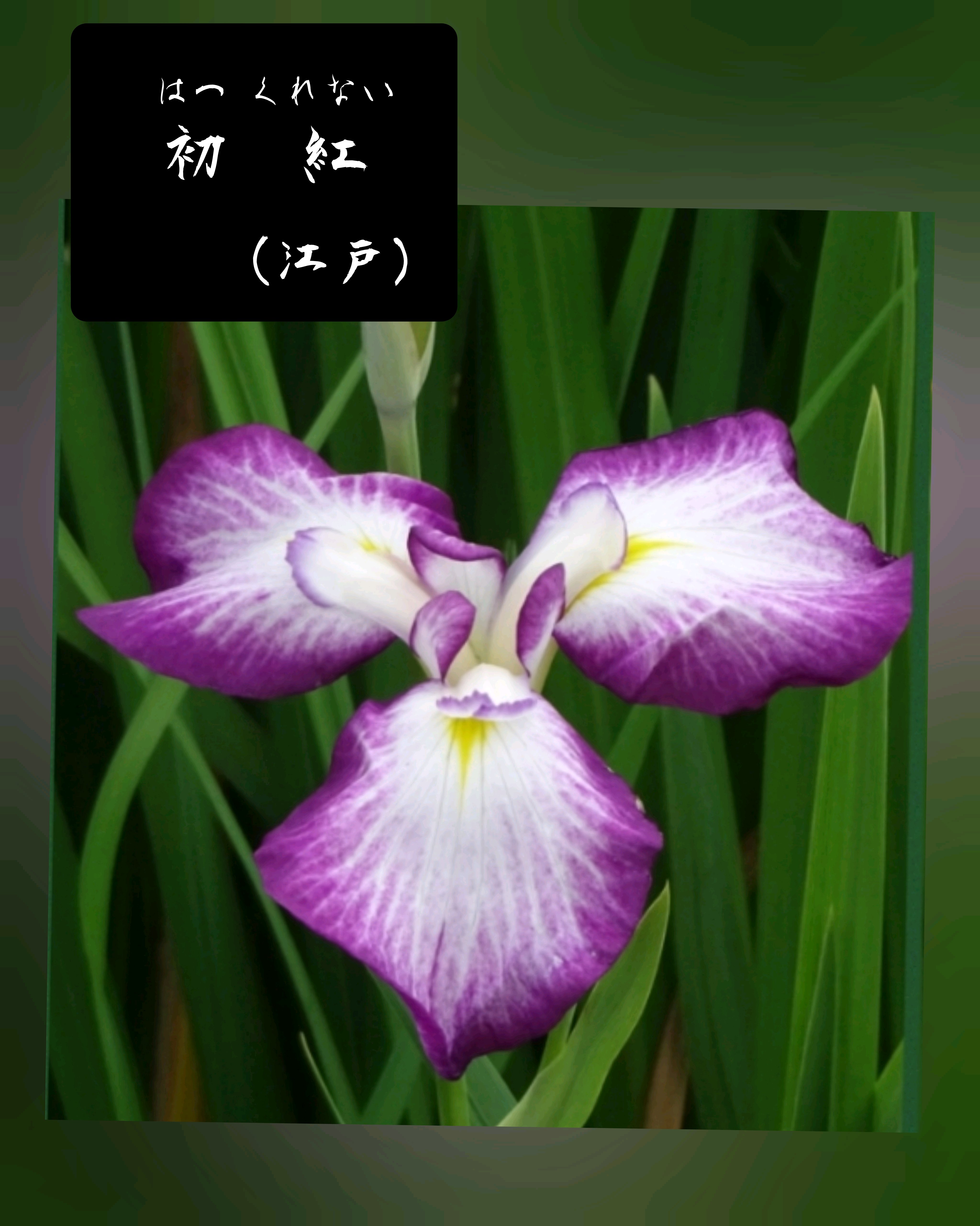 堀切菖蒲園の花菖蒲✾2【江戸古花】【江戸】【伊勢】｜🍀GreenSnap