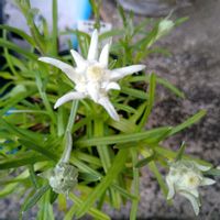 花言葉,全てに祈りを♪,世界中花咲く平和に充たされますように祈ります,未来の子供達に遺すのは…,命あればこその画像