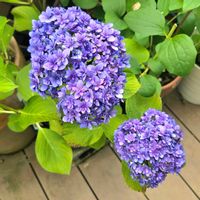 ルピナス,紫陽花 アジサイ あじさい,繋がりに感謝✨,輝かしい未来,GS6年生の画像