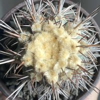 サボテン,Copiapoa hypogaea,コピアポア 冥王玉,疣仙人,Copiapoa lembckeiの画像