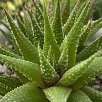 十二の巻,百均多肉,多肉女子？(おばさん),十二の日,しあわせ運べるようにの画像