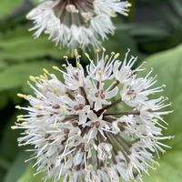 エーデルワイス,エーデルワイス,ギョウジャニンニク,ギョウジャニンニク,高山植物の画像