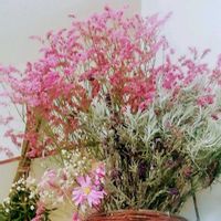 ドライフラワー,感謝,ドライフラワーのある暮らし,綺麗✨,感謝 感謝 ❤の画像