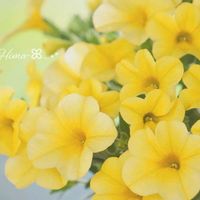 ミリオンベル,ガーデニング,黄色い花,小さな幸せ♡,お花大好き♡の画像