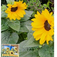 ヒマワリ,サンフィニティ,花のある暮らし,スマホ撮影,癒やしの画像