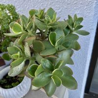 金のなる木,多肉植物,Yks_gardenの画像