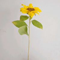 ヒマワリ,ヒマワリ　サンリッチフレッシュレモン,一人一花,一人一花運動@福岡市,ハナノヒの画像