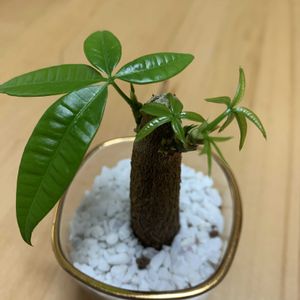 パキラ,母の日プレゼント,癒しを求めての画像
