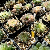 オブツーサ,ハオルチア,ハオルチア,多肉植物,軟葉系ハオルチアの画像