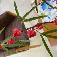 ローゼルの画像