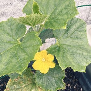 キュウリ,植物のある暮らし,家庭菜園初心者,家庭菜園の画像