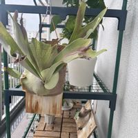 ビカクシダ,ビカクシダ,葉っぱ,綺麗,かわいい♡の画像