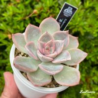 宵桜,多肉植物,多肉大好き,多肉中毒,多肉多肉多肉の画像