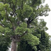 クスノキ,クスノキ,御神木,木曜日は木の画像