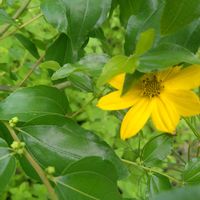 ドクダミ,ナツメ,ハクチョウゲ,ムラサキツユクサ,白丁花(ハクチョウゲ)の画像