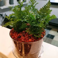 シノブ,キッチンの画像