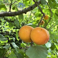 アンズ,食用ホウズキ,小さな庭からの画像