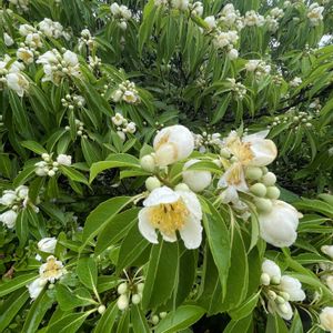 ヒメシャラ,ナツツバキ,ナツツバキ,イジュ,牧野植物園の画像