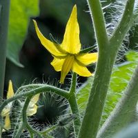 トマト,トマトの実,プランター野菜,我が家,楽しみの画像
