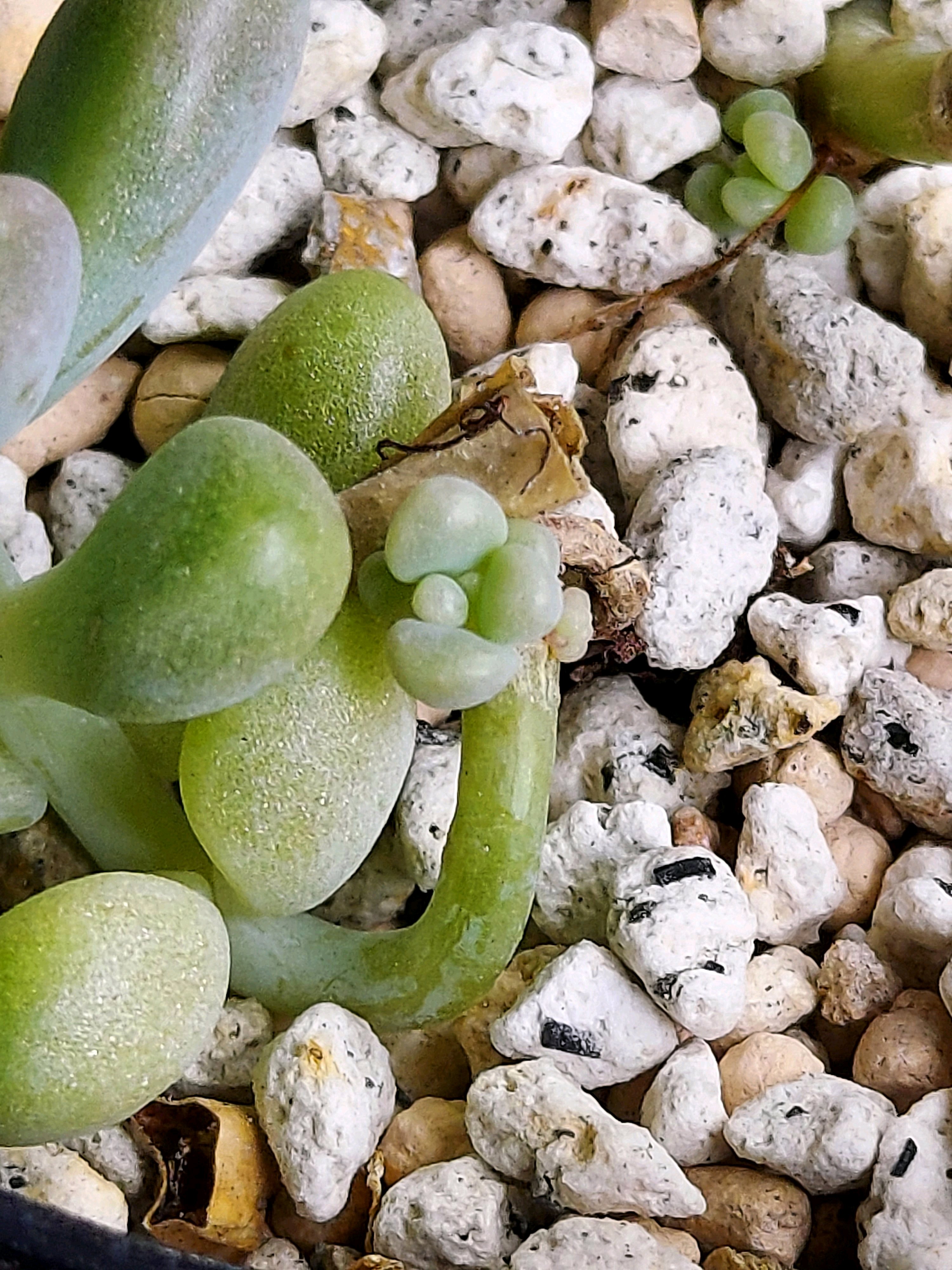 多肉植物 右往左往の記録｜🍀GreenSnap（グリーンスナップ）