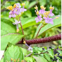コムラサキ,シソ科,クマツヅラ科,花咲く乙女たち♡,愛の花♡の画像