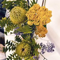 バンクシア,植物のある暮らし,ハワイの植物,プロテア属,ハワイでの植物の画像