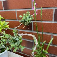 観葉植物,山野草,花のある暮らし,寄せ植え大好き,おうち園芸の画像