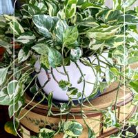 ポトス・エンジョイ,観葉植物,ガーデニング,花のある暮らし,庭の画像