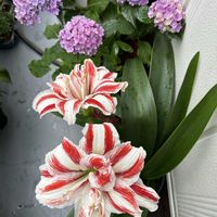 観葉植物,花のある暮らし,ベランダの画像