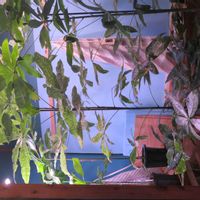 パキラ・ミルキーウェイ実生,観葉植物,癒し,インテリアグリーン,珍奇植物の画像