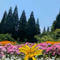 ネモフィラ,ヒマワリ,花のある暮らし,植物のある暮らし,葉っぱ好きの画像