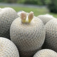 小人の帽子,小人の帽子,エイプス,花芽！,多肉植物の画像