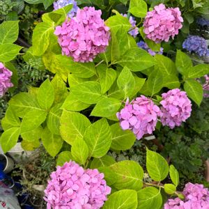 アジサイ,紫陽花 アジサイ あじさい,多肉女子,まつぴよの紫陽花,GSミニモニ。No.17の画像
