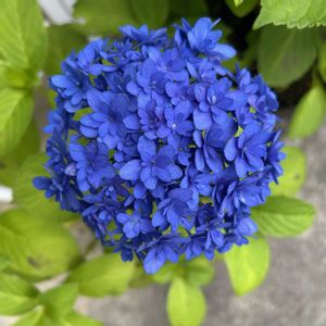 アジサイ,サボテン,紫陽花,サンバースト,夕波の画像