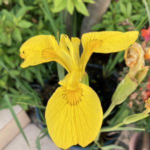 菖蒲,キショウブ,キショウブ,ショウブ,公園の画像