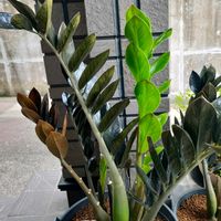 パキラ,パキラ,ザミオクルカス,ザミオクルカス ザミフォーリア レイブン,観葉植物の画像