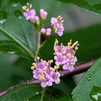 コムラサキ,ネジバナ,蕊好き,ピンクワールドへ ようこそ,虫っこさんと植物の画像
