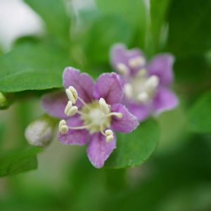 クコ,キノコ,キノコ,クコのお花,自生の画像