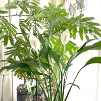 スパティフィラム,エバーフレッシュ,観葉植物,今日も笑顔で♡,平和を願う☆の画像