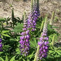ルピナス,花のある暮らし,北海道の自然,庭の画像