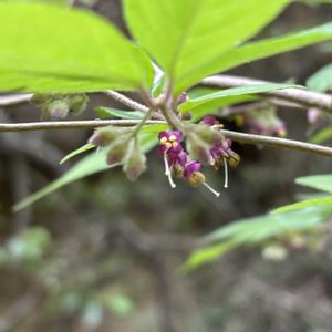 ソヨゴ,ヤブムラサキ,木曜日は木の画像
