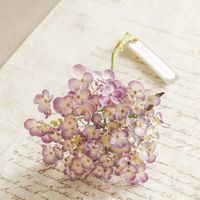 アジサイ,紫陽花 おたふく,紫陽花　あじさい　アジサイ,ドライフラワー,ドライフラワーのある暮らしの画像
