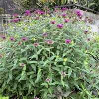 モナルダ,花壇,家庭菜園の画像